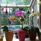 Darla DiPaolo's photo