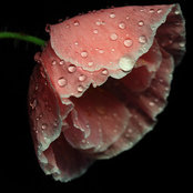 Diana Smiths billede