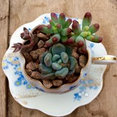 blueleaf plants's profile photo
