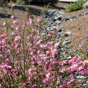 Southwestern Plants
