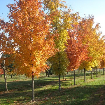 Sugar Maples at our Tree Farm