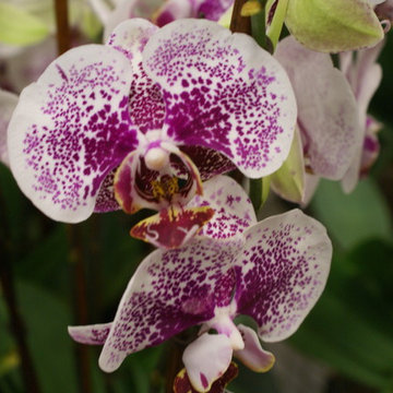 orchids