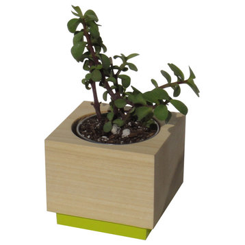 Modern Succulent Planter, Poplar, 3x3x3