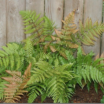 Autumn Fern