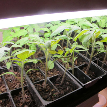 Starting Seeds Indoors