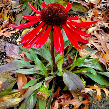 Water Management Habitat Rain Garden