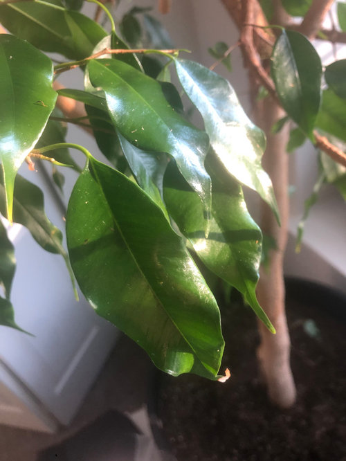 Please help! 40yr old Ficus tree dying