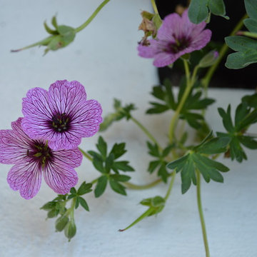Flower Power