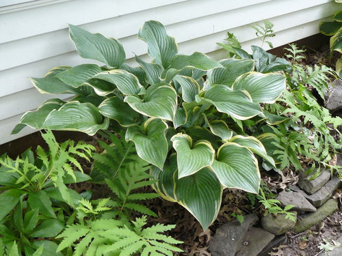 2009 Hosta Alphabet - R's