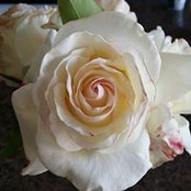 Roxanne Myer's photo