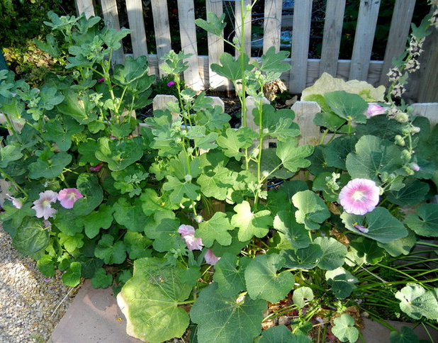 Landscape by Noelle Johnson Landscape Consulting