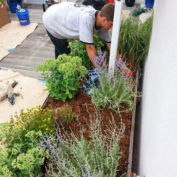 Manhattan Rooftop garden planting