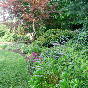 Woodland Garden in the Suburbs