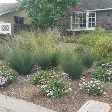 Front yard