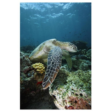 Green Sea Turtle On Coral Reef, Endangered, Sipadan Island, Celebes Sea, Borneo