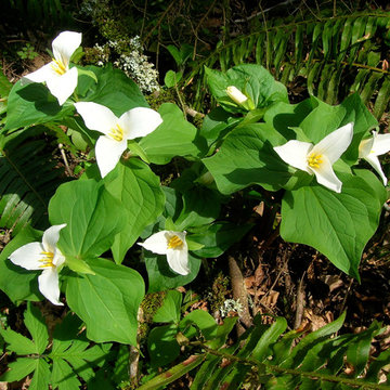 Trillium ovatum
