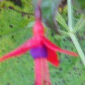 Maureen Aherns foto