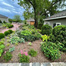 Back Yard Plants and Shrubs