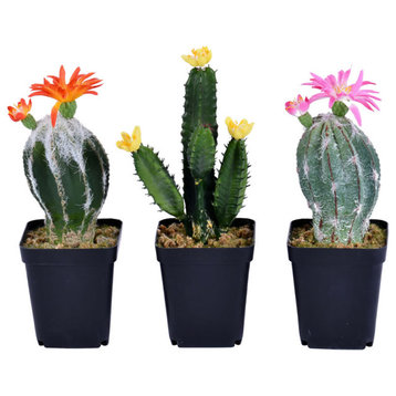 8" Green Potted Cactus Set/3