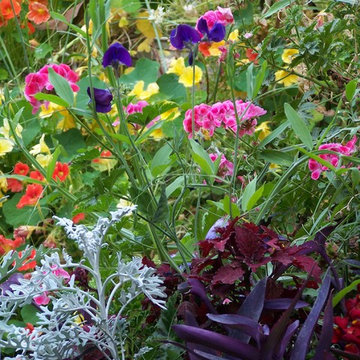 Mix colori (Pelargonium macranthum, Tradescantia pallida, Senecio cineraria, Tro