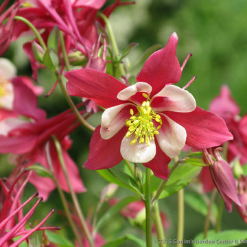 Perennials