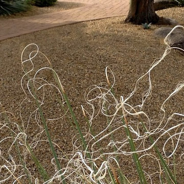 Southwestern Plants