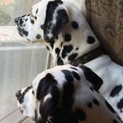 Stephanie Johnson-Jost's photo