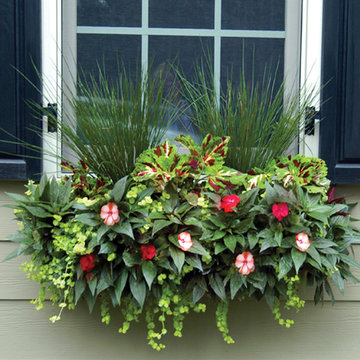 Window Boxes