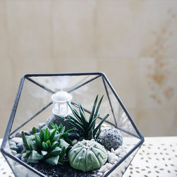 Terrarium in shapes - Terrariums