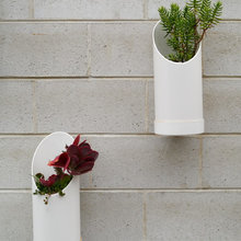 plants