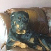 Mark Tillman's photo