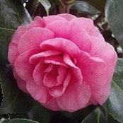 Debbie Walthall's photo