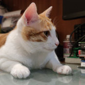 Amy Wong's photo