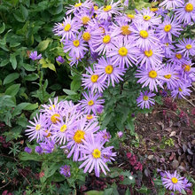 English Gardens