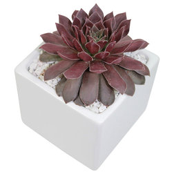 Contemporary Plants Sempervivum. - 4" Cactus and Succulents in Ceramic Pot