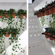 Plantes pour l'intérieur