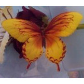 Jennifer Kibler's photo