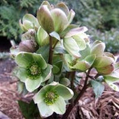 Alissa Dragan's photo