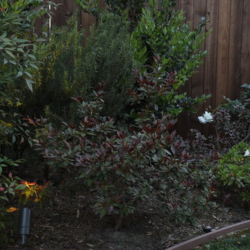 Yes, this is LA, year round leaf color