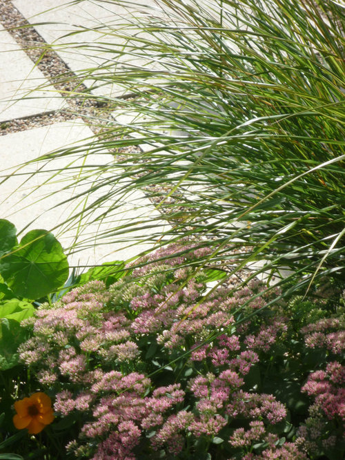 Contemporary Front Garden