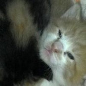 Nancy Tague's photo