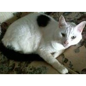 Amy GameAccts foto