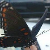 Leigh Brown's photo