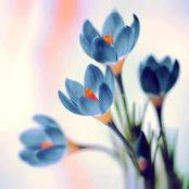 Sofie Cambridge's photo