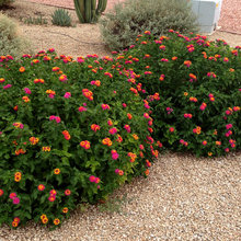 Garden/Shrubs/Foliage/Flowers