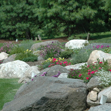 Newly planted white pines and rock garden