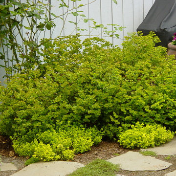 Lake Oswego Back Yard