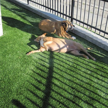 Synthetic Lawns