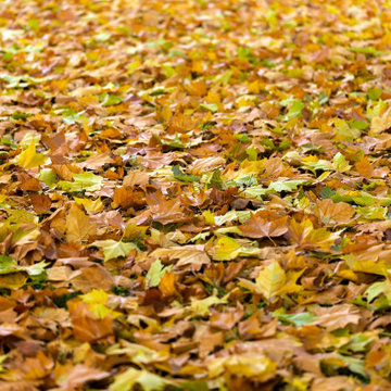 Milford, CT Fall Clean-Up & Leaf Removal Service | Landscape Maintenance