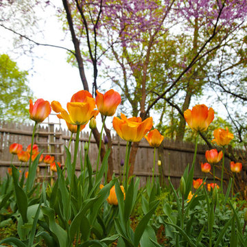 Daily Moments in the Garden